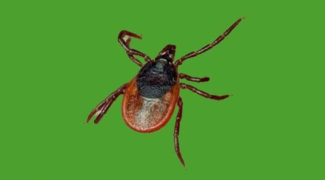 СҚО-да кене қаптап, бес адам ауруханға түскен