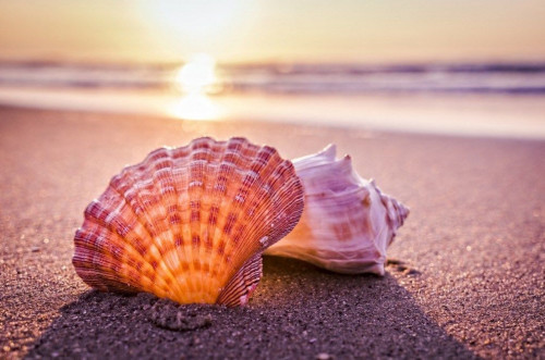 Теңіз үні ме, жүректің сыбыры ма