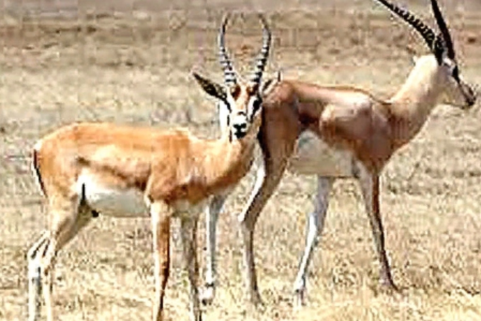 Павлодар облысында 30 мыңнан аса киік бар