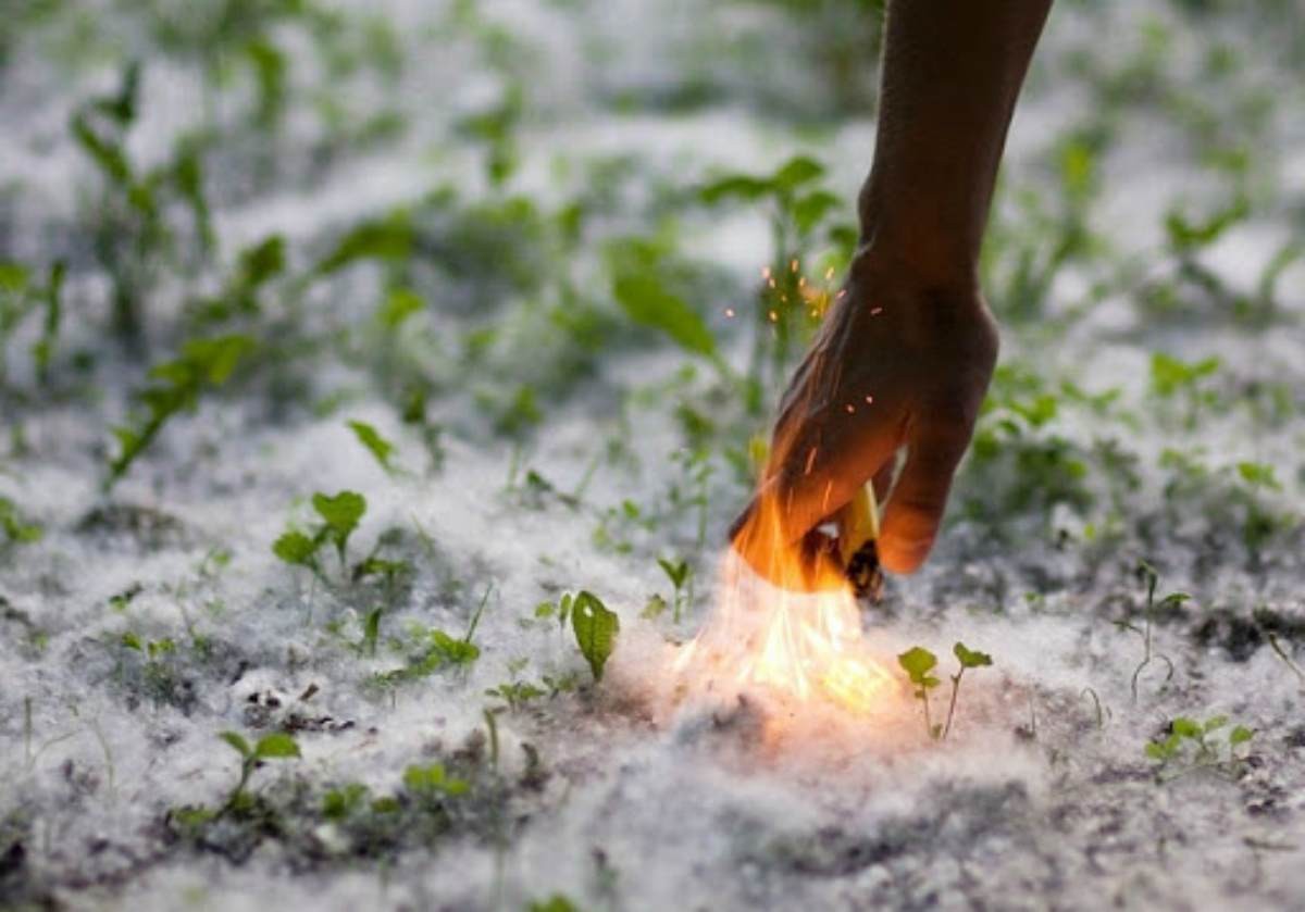 Ақ мамықтың ақиқаты: Терек айналаға қауіпті ме?