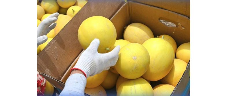 Биыл Жетісайда қауын ерте пісті