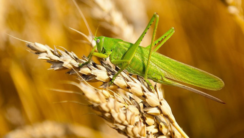 Зиянкестермен күрес жеке бақылауымда болады - министр