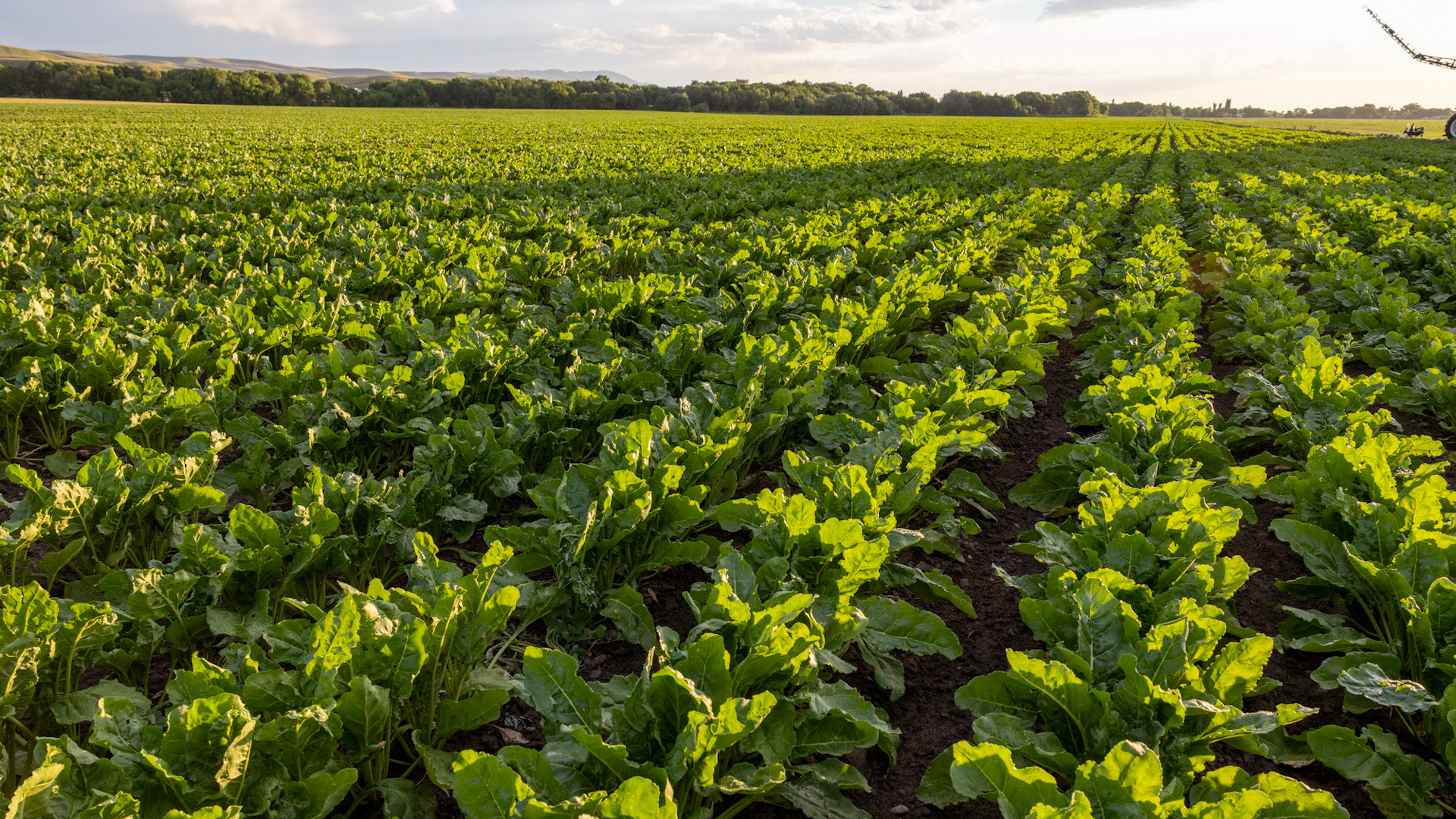 Мароккодан елімізге 286 дәнді дақыл үлгісі жеткізілді