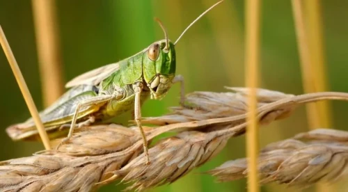 Министрлік шегірткенің жаппай таралуына қатысты мәлімдеме жасады