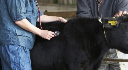 Мейірім мен міндетті тоғыстырған ерлі-зайыпты ветеринар мамандар