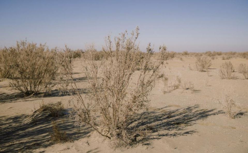 Арал теңізінің құрғаған түбін көгалдандыру жұмысы жалғасып жатыр