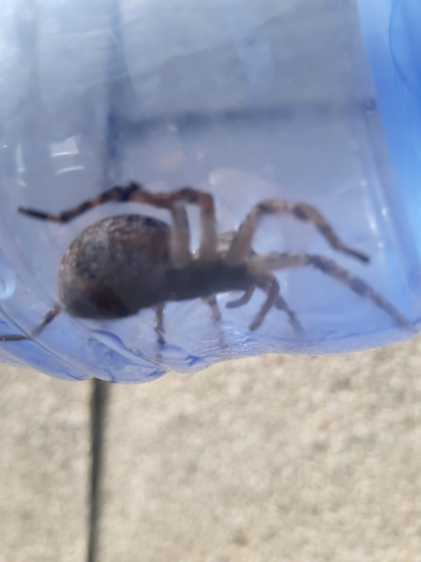 Жұртты алаңдатқан жапырақ жемірі