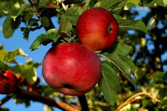 Қазақстан ресми түрде апорттың отаны болып мойындалды