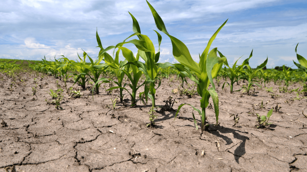 Қуаңшылық пен зиянкестер ауыл тұрғындарының тұрмысын ауырлатып тұр