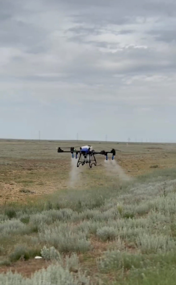 Қостанай облысында үйірлі шегірткеге қарсы іс-шаралар жүріп жатыр