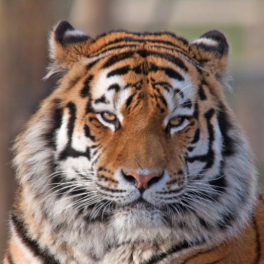 Аң патшасы –  жолбарыс