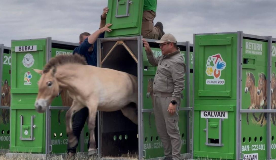 Қазақстанға керқұландардың жаңа тобы әкелінді