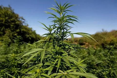 Қызылордада 3 күнде есірткі өсірудің 5 дерегі анықталды