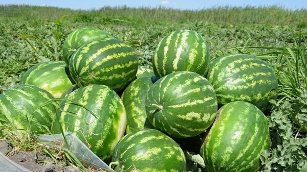 Жетісайлық диқандар қарбыздың алғашқы өнімін жинады