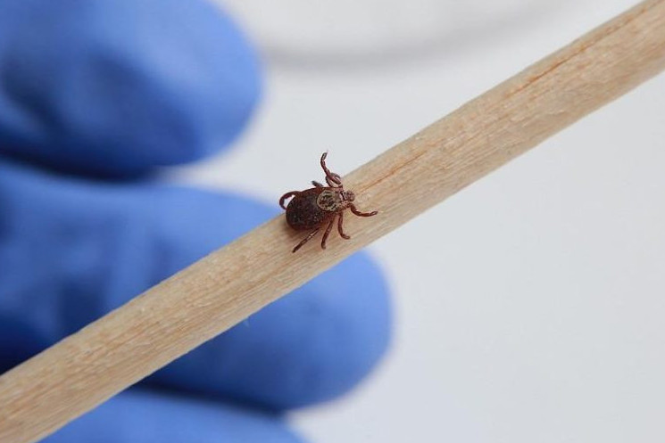 Азаматтарды кене шағу дерегі көбейген - ДСМ