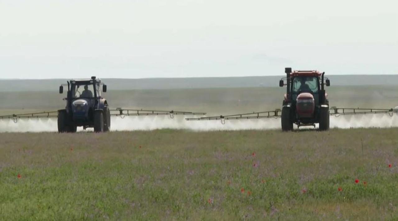 Шегірткемен күрес мақсатында 1,4 млн гектардан астам ауыл шаруашылығы алқабы өңделді