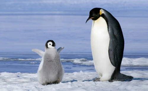 Император пингвиндері жойылу алдында тұр