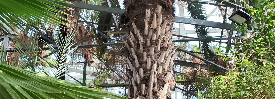 Қызылжарда құрма пісіп, қарқ қылды