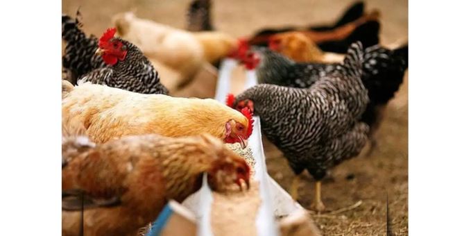 Қазақстан құс тұмауынан ада ел мәртебесін алды