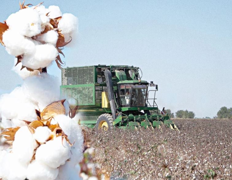 Мақта шаруашылығында мәселе көп