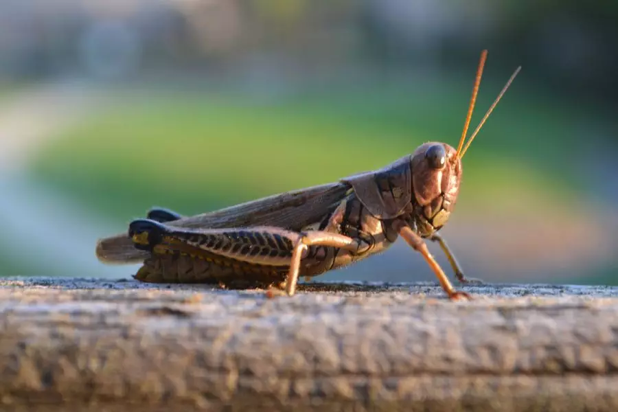 Шегірткелерге қарсы шаралар жалғасып жатыр