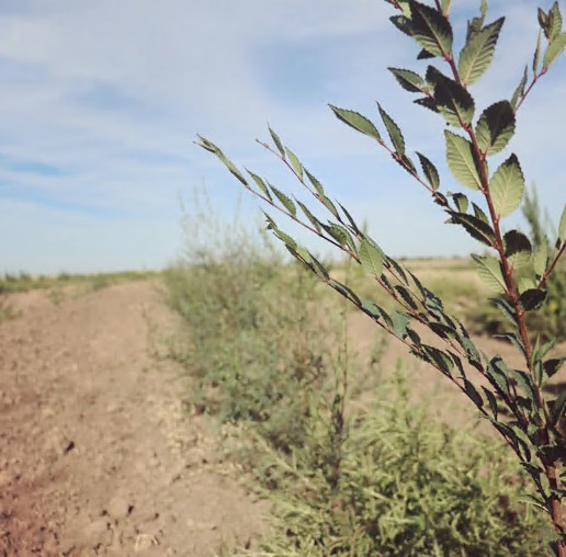 Темірдің бойы ен тоғай