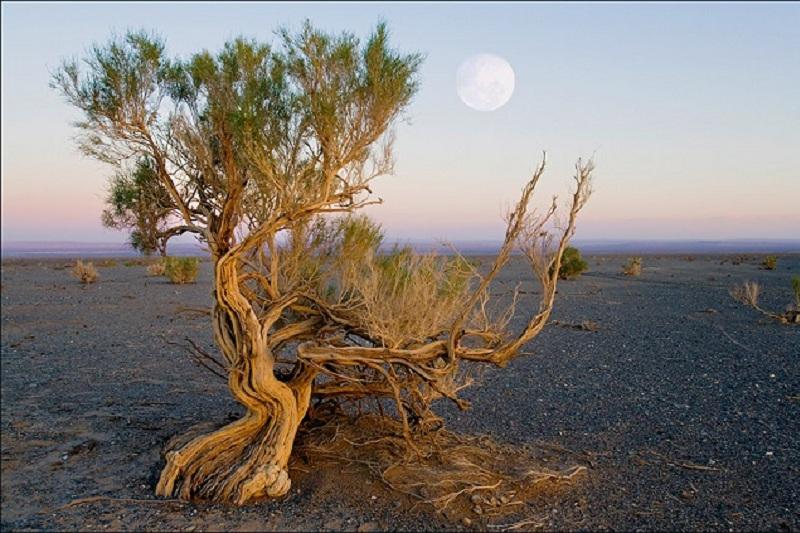 Аралдың құрғаған табанына 48,7 млн сексеуіл отырғызылған