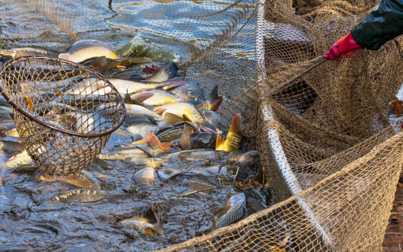 Тарыдай уылдырықтан тайдай тулаған балық өсіреді