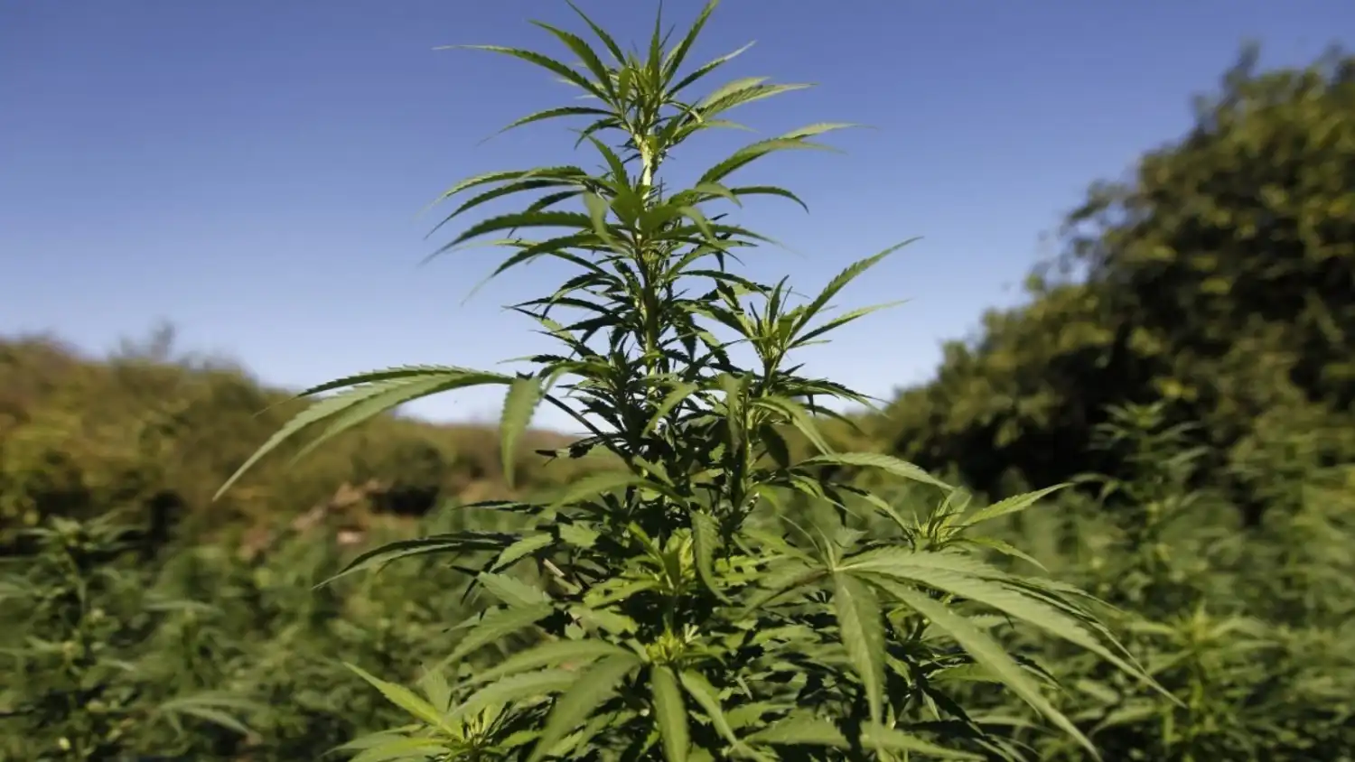 Атырау тұрғыны қарасора өсіріп, тоңазытқышта сақтаған