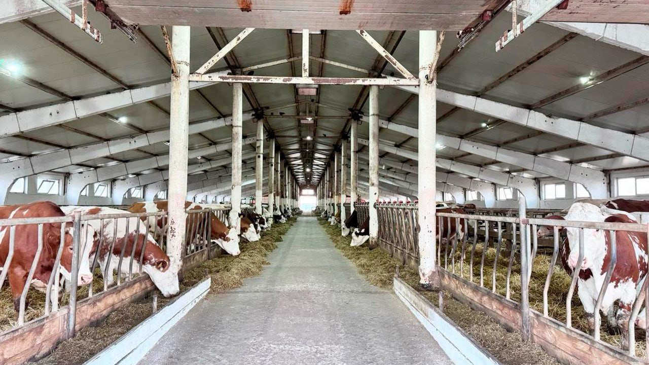 Мал шаруашылығын дамытуға жеңілдікпен несие беріледі