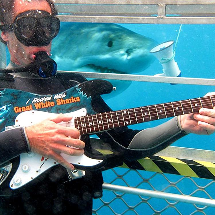 Акула да ән тыңдайды