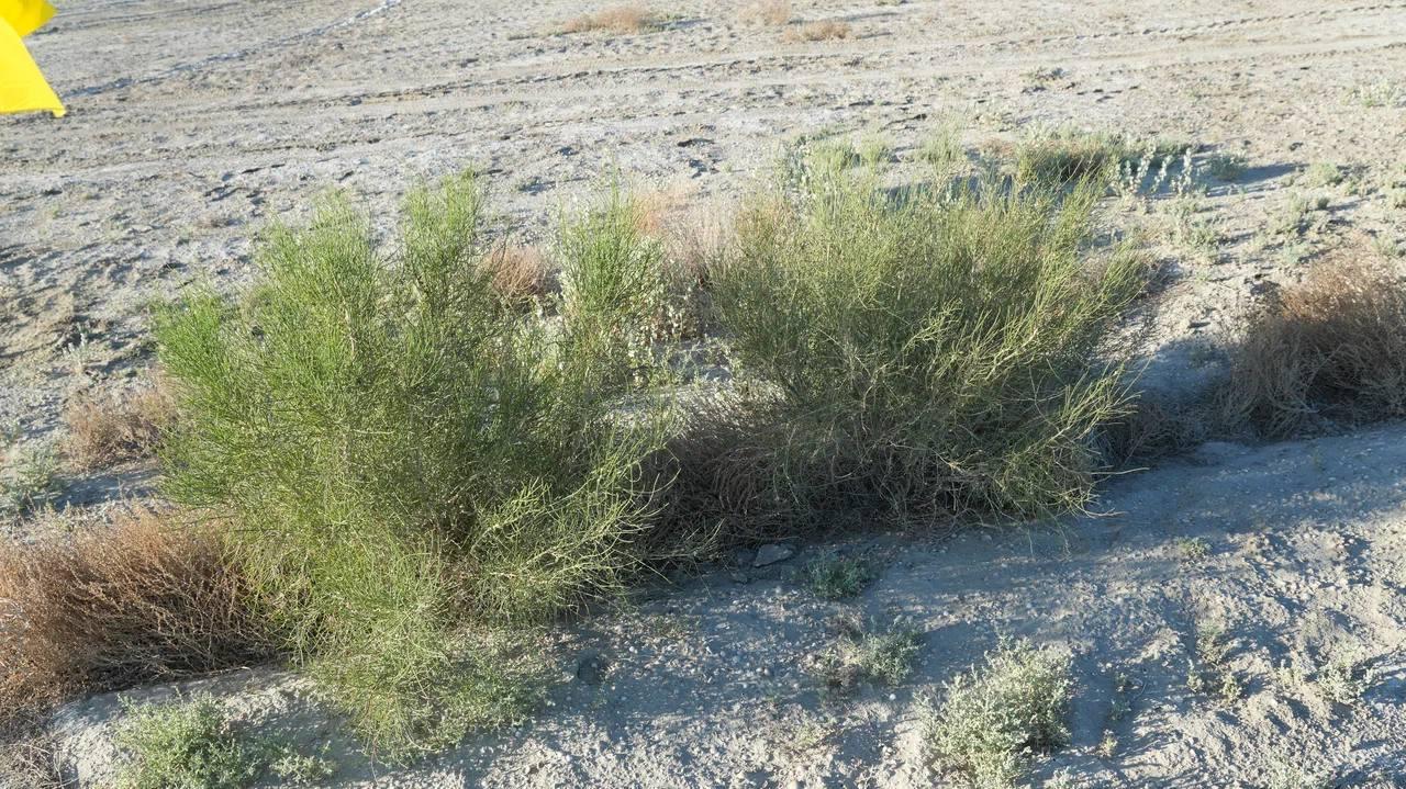 Министр Арал теңізінің құрғаған табанында жүргізіліп жатқан жұмыстармен танысты