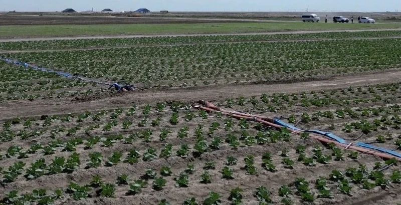 Атырауда шетелдіктер көкөніс теріп жүр