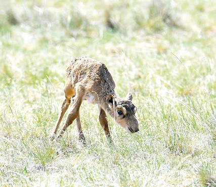 «Киік – киелі» дегенмен...