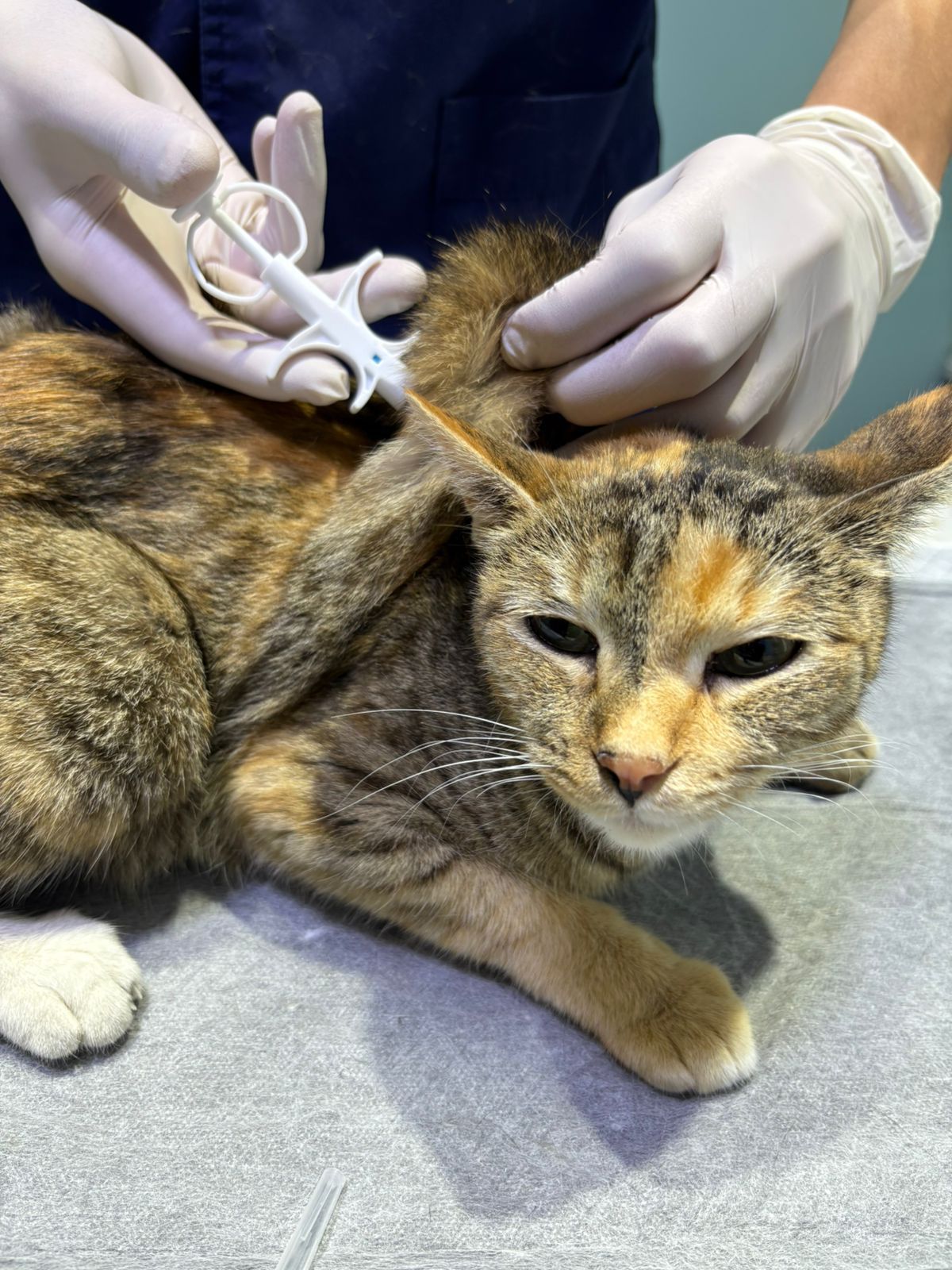 Алматыда үй хайуанаттарына тегін ен салына бастады