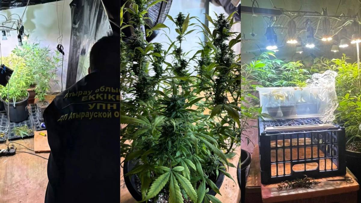 Атырау тұрғыны сарайда қарасора өсіріп келген