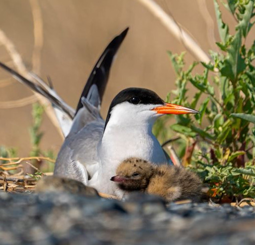 Құс әлеміне қызығушылық артып келеді