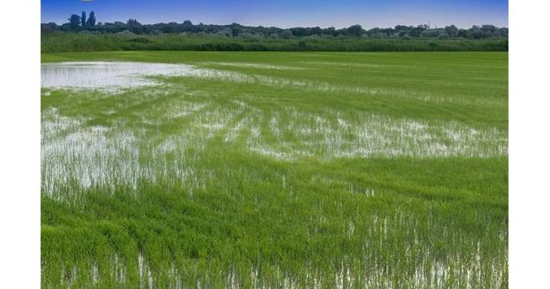 Жетісуда 100 мың гектардан астам егістік суарылған