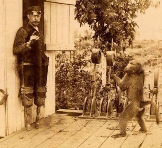 Ақылды маймыл