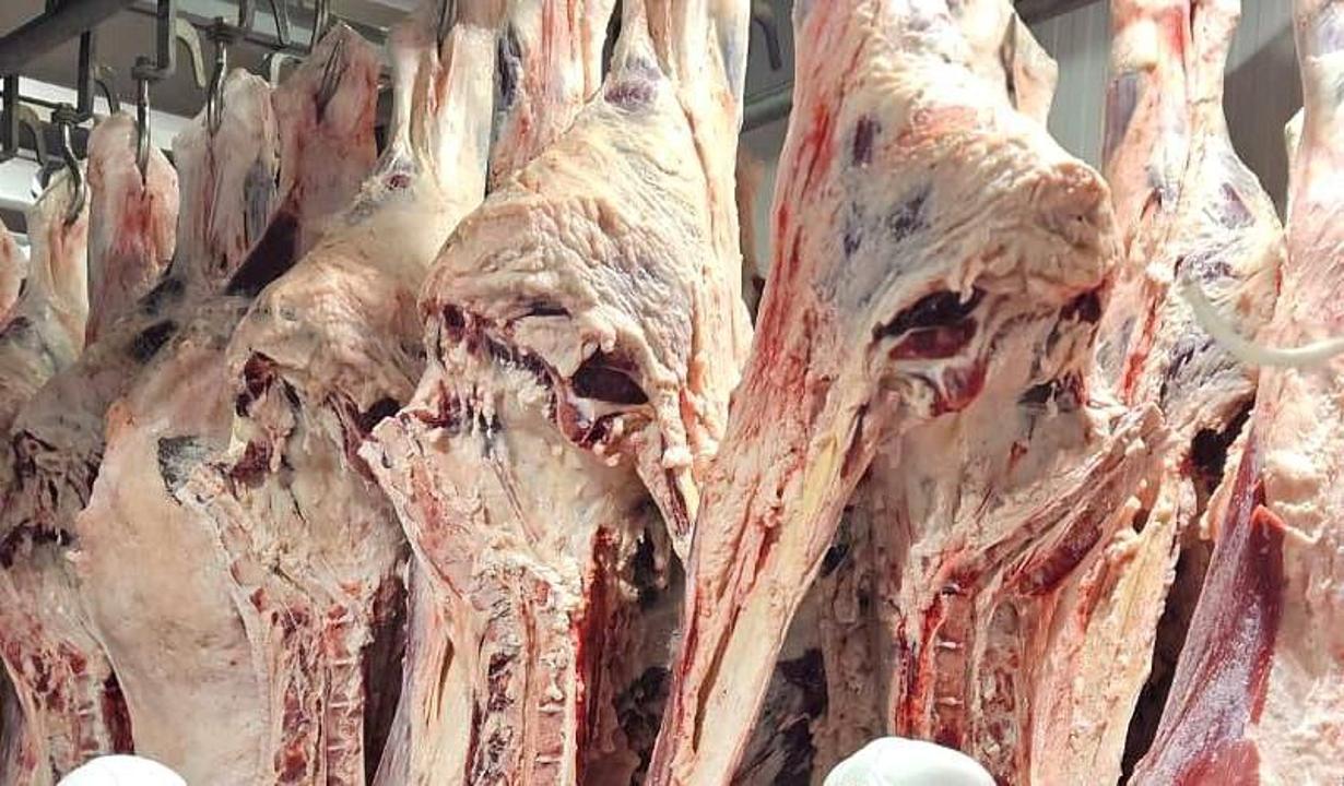 Киік еті қауіпсіз: барлық кезеңде жіті тексеріледі