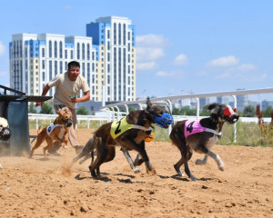 Қымыз – Ұлы дала құндылығы