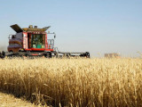 Күздік бидай мен арпа жинау басталды