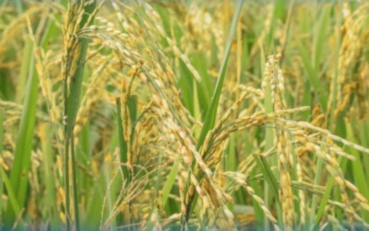 Түркістан облысында диқандар мақтаның орнына күріш еккен