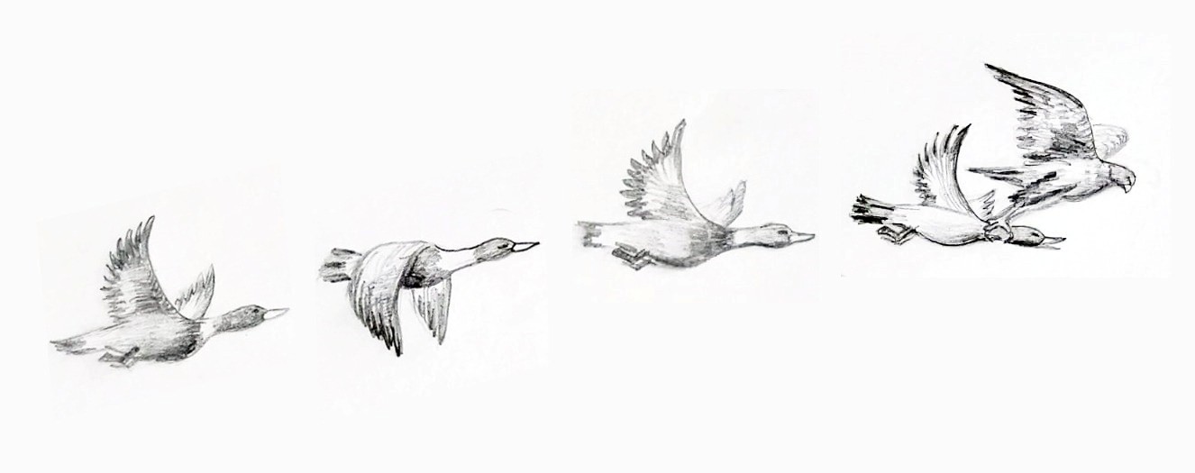 Қаршыға мен қаздың «түйе тіркеуі»