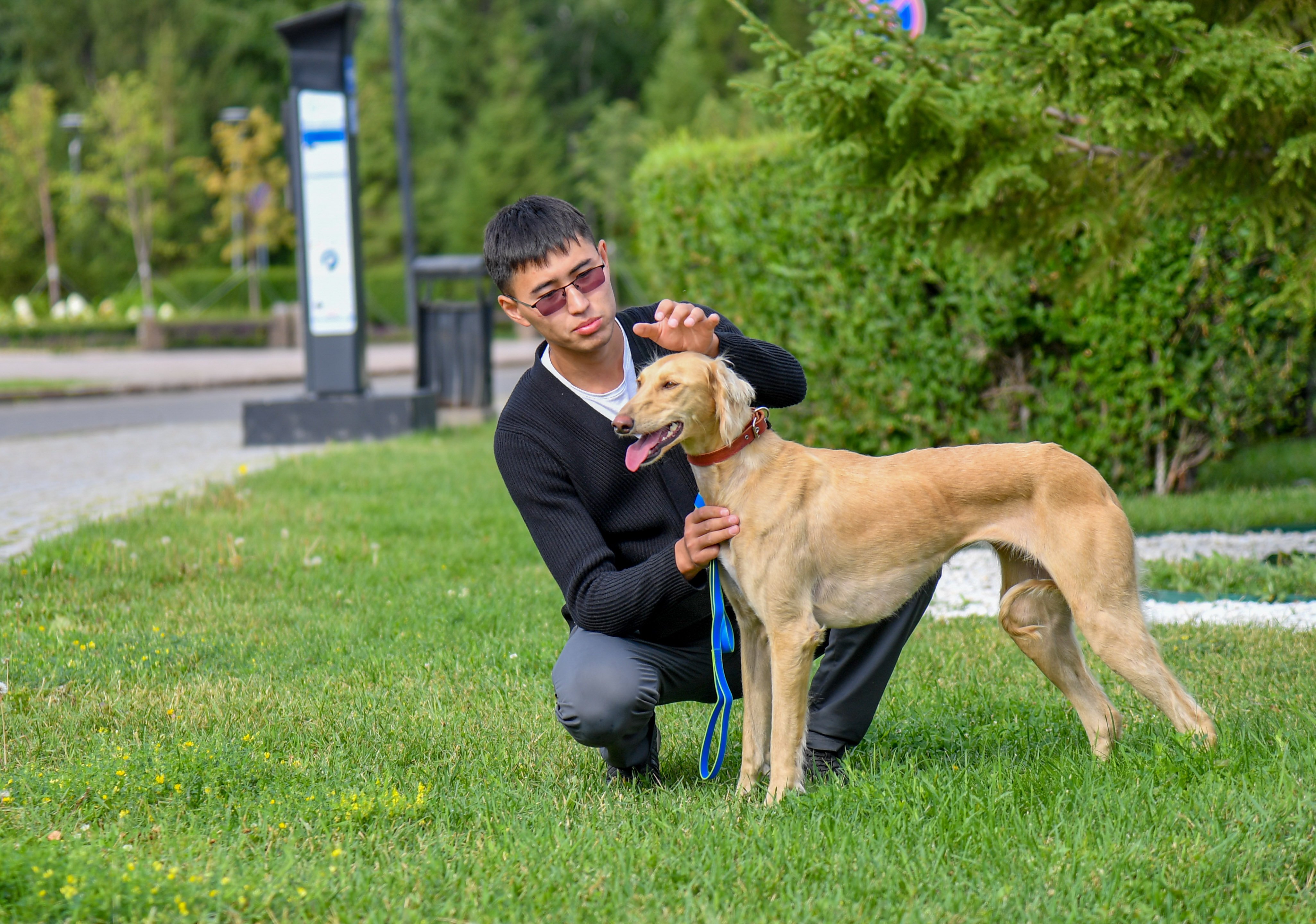 «Сарығыз» тазы көрмеге барады