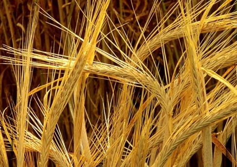 Арпа экспорты екі есе артқан