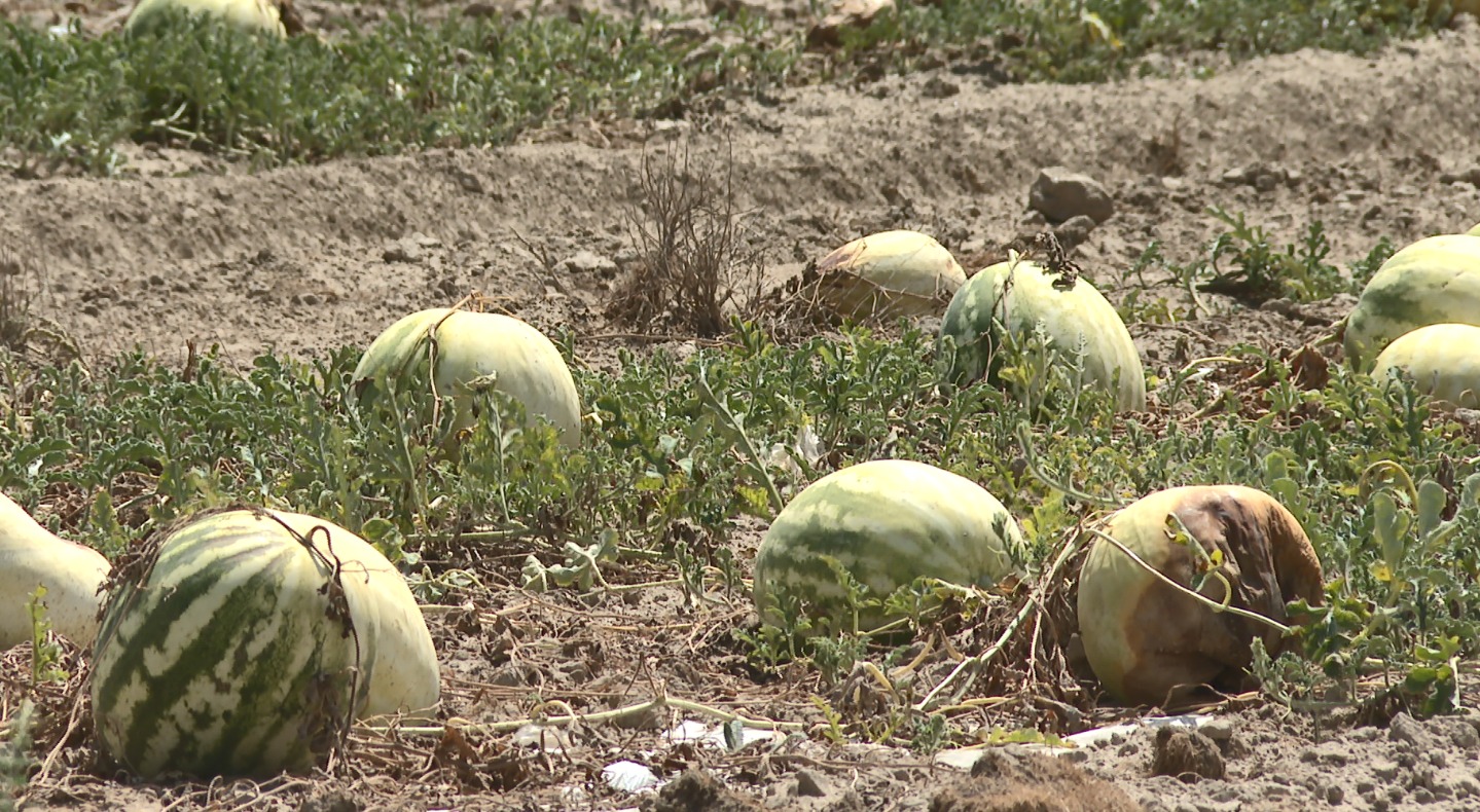 Шаруалардың еңбегі еш кеткені ме?