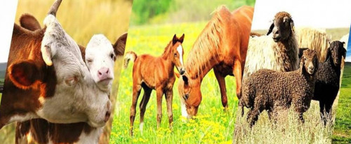 Қазақстанда мал басы көбейген