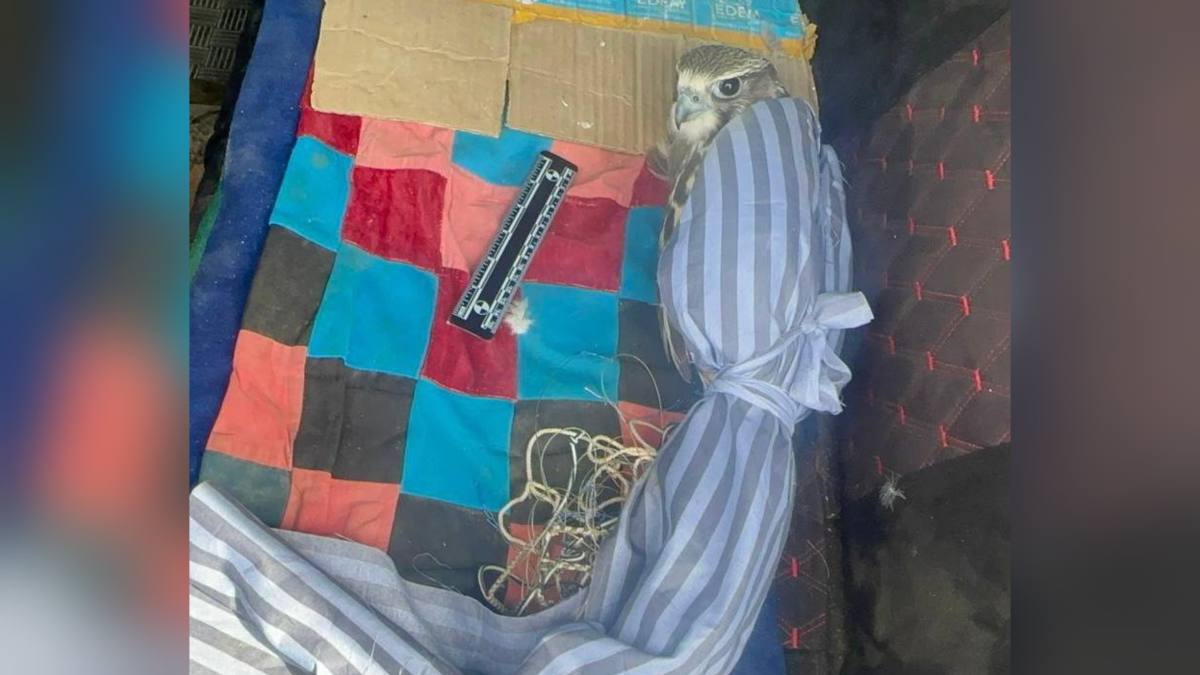 ШҚО тұрғынының көлігінен Қызыл кітапқа енген құс табылды