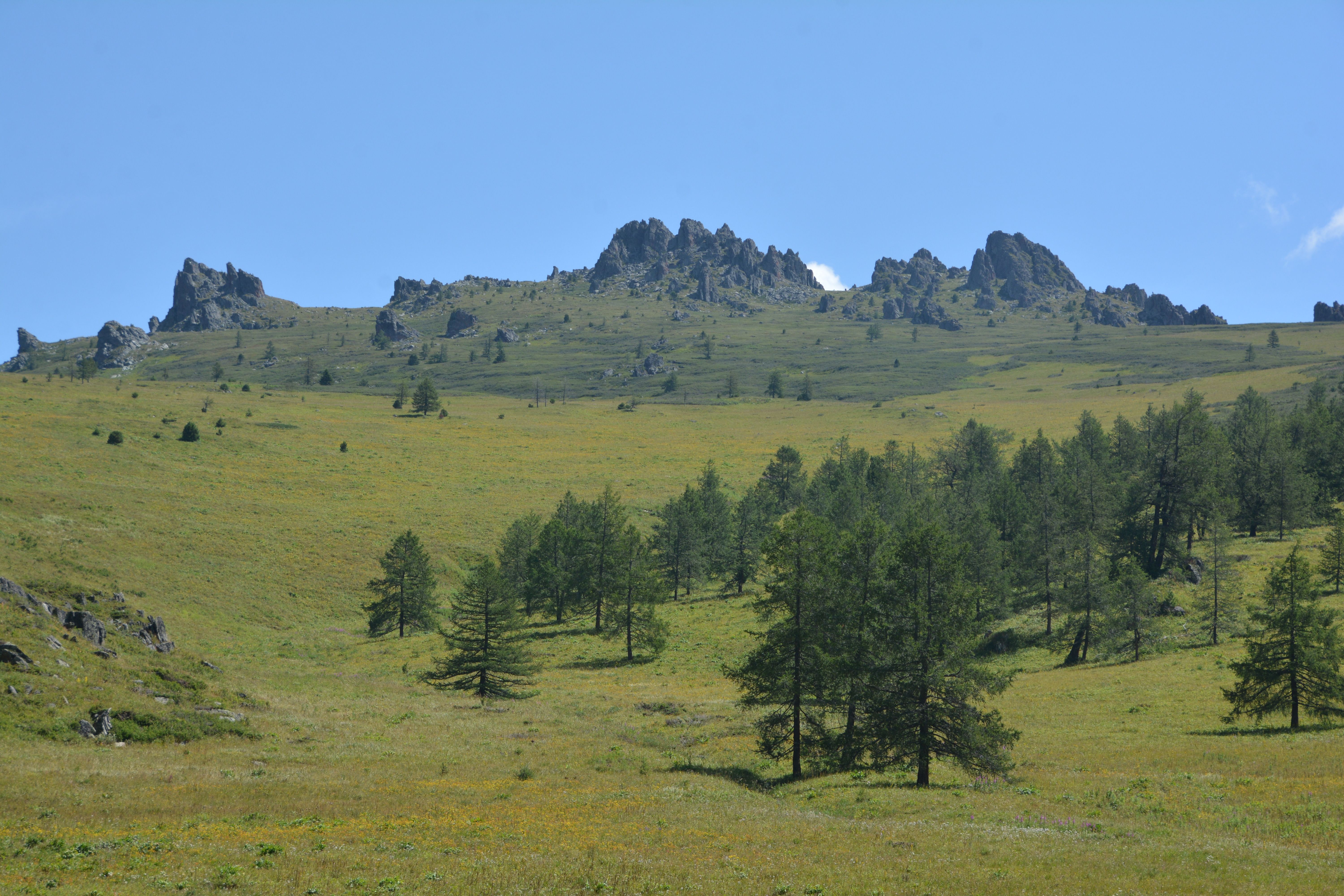 ШҚО ормандарын өрттен қорғау шаралары күшейтілді